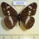 53375p-Nymphalidae-Limenitis-camilla-Primorye-6