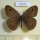53376p-Satyridae-Ypthima-argus-Primorye-4