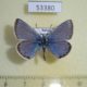53380p-Lycaenidae-Polyommatus-tsvetaievi-Primorye-8