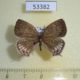 53382p-Lycaenidae-Antigius-butleri-Primorye-8
