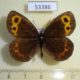 53386p-Satyridae-Erebia-neriene-Transbaikal-reg.-5