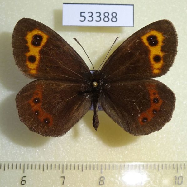Satyridae Erebia neriene Transbaikal reg.