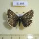 53395p-Hesperidae-Pyrgus-sibirica-Tyva-rep.-10