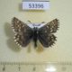 53396p-Hesperidae-Pyrgus-sibirica-Tyva-rep.-10