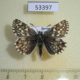53397p-Hesperidae-Pyrgus-sp.-centaureae-Tyva-rep.-10