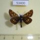 53400p-Hesperidae-Carterocephalus-palaemon-Tyva-rep.-5