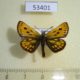 53401p-Hesperidae-Carterocephalus-silvicola-Khakassia-rep.-6