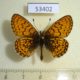 53402p-Nymphalidae-Clossiana-eunomia-Khakassia-rep.-5