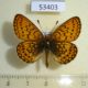 53403p-Nymphalidae-Clossiana-eunomia-Khakassia-rep.-5