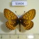 53404p-Nymphalidae-Clossiana-eunomia-Khakassia-rep.-5