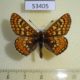 53405p-Nymphalidae-Euphydryas-aurinia-Khakassia-rep.-5
