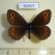 53407p-Satyridae-Erebia-jeniseiensis-Khakassia-rep.-5