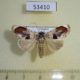 53410p-Noctuidae-Calymera-picta-Vietnam-7
