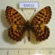 53412p-Nymphalidae-Clossiana-angarensis-Primorye-7