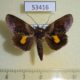 53416p-Noctuidae-Gonodonta-bidens-Dominicana-7