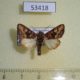 53418p-Noctuidae-Euplexia-benesimilis-Dominicana-7