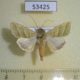 53425p-Noctuidae-Heliothis-virescens-Dominicana-6