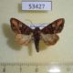 53427p-Noctuidae-Euplexia-benesimilis-f-Dominicana-7