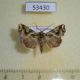 53430p-Noctuidae-Callopistria-jamaicensis-Dominicana-12
