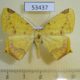 53437p-Geometridae-Nepheloleuca-politia-Dominicana-9