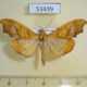 53439p-Crambidae-Sparagmia-gonoptera-shoumatoffi-Dominicana-8