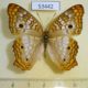 53442p-Nymphalidae-Anartia-jatrophae-saturata-Dominicana-7