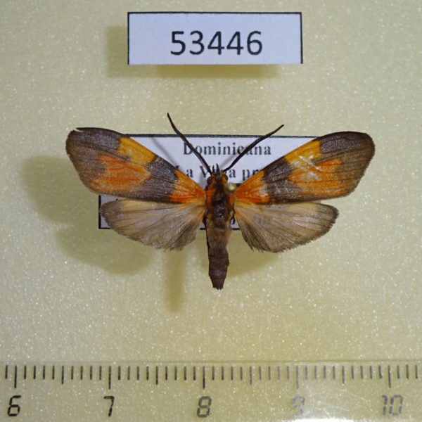 Arctiidae Correbidia terminalis Dominicana