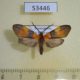 53446p-Arctiidae-Correbidia-terminalis-Dominicana-6