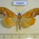 53447p-Crambidae-Sparagmia-gonoptera-shoumatoffi-Dominicana-7