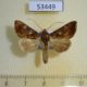 53449p-Noctuidae-Argyrogramma-verruca-Dominicana-8