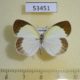 53451p-Pieridae-Eurema-elathea-f-Dominicana-7