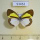 53452p-Pieridae-Eurema-elathea-Dominicana-7