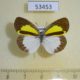53453p-Pieridae-Eurema-elathea-Dominicana-8