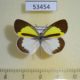 53454p-Pieridae-Eurema-elathea-Dominicana-8