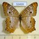 53459p-Nymphalidae-Anartia-jatrophae-saturata-Dominicana-7
