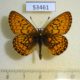 53461p-Nymphalidae-Clossiana-eunomia-Khakassia-rep.-5