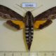 53466p-Sphingidae-Erinnyis-alope-Dominicana-12