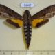 53467p-Sphingidae-Erinnyis-alope-Dominicana-12