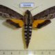 53468p-Sphingidae-Erinnyis-alope-Dominicana-12