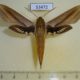 53472p-Sphingidae-Xylophanes-tersa-Dominicana-8