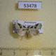 53478p-Noctuidae-sp.-Dominicana-6