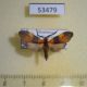 53479p-Arctiidae-Correbidia-terminalis-Dominicana-6