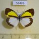 53485p-Pieridae-Eurema-elathea-Dominicana-8