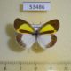 53486p-Pieridae-Eurema-elathea-Dominicana-8