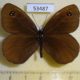 53487p-Satyridae-Erebia-wanga-Primorye-5