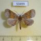 53499p-Geometridae-Pero-sp.-lastima-Dominicana-7