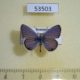 53503p-Lycaenidae-Hemiargus-hanno-ceraunus-Dominicana-6