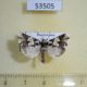 53505p-Noctuidae-Bryolymnia-sp.1-Dominicana-6