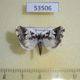 53506p-Noctuidae-Bryolymnia-sp.1-Dominicana-6