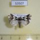53507p-Noctuidae-Bryolymnia-sp.1-Dominicana-6